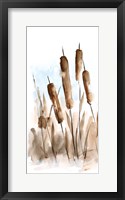 Watercolor Cattail Study II Framed Print