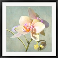 Framed Jewel Orchids II