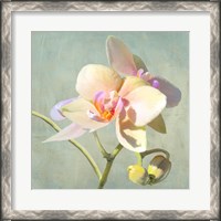 Framed Jewel Orchids II