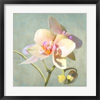 Framed Jewel Orchids II