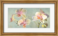 Framed Jewel Orchids