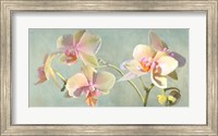 Framed Jewel Orchids
