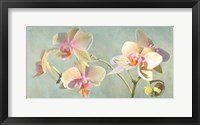 Framed Jewel Orchids