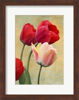 Framed Ruby Tulips