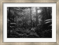 Framed In the Jungle