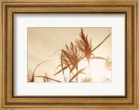 Framed Noon Grasses IV
