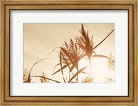 Framed Noon Grasses IV