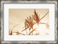 Framed Noon Grasses IV