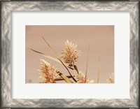 Framed Noon Grasses III