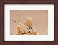 Framed Noon Grasses III