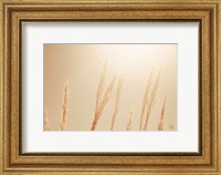 Framed Noon Grasses II