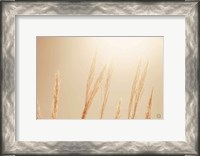Framed Noon Grasses II
