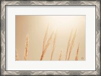 Framed Noon Grasses II