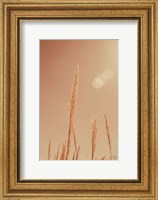 Framed Noon Grasses I