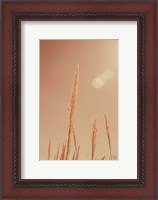 Framed Noon Grasses I