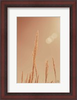 Framed Noon Grasses I