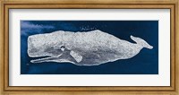 Framed Whale on Blue