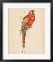 Framed Parrot Study