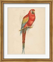Framed Parrot Study