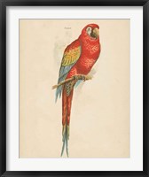 Framed Parrot Study