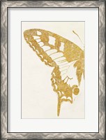 Framed Butterfly Wings I