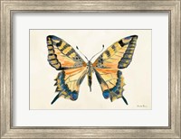 Framed Butterfly Study II