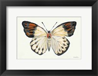 Framed Butterfly Study I
