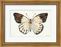 Framed Butterfly Study I