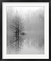 Framed Lake Trees in Winter Fog