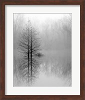 Framed Lake Trees in Winter Fog