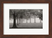 Framed Trees In Early Autumn