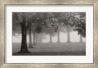 Framed Trees In Early Autumn