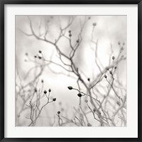 Framed Winter Berries