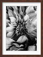Framed B&W Flower 4