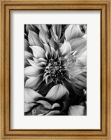 Framed B&W Flower 4