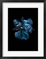 Framed Blue Betta