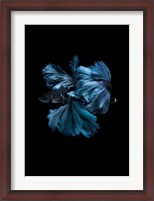 Framed Blue Betta