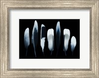 Framed Feathers