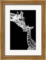 Framed First Love - Giraffe