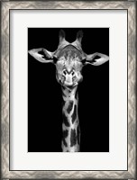 Framed Giraffe