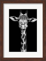 Framed Giraffe