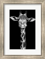 Framed Giraffe