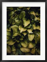 Framed Hostas Leaves