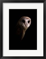 Framed Owl