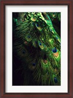 Framed Peacock Tail
