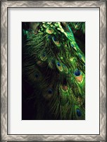 Framed Peacock Tail