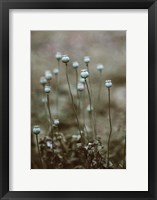 Framed Poppy Pods