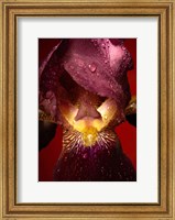 Framed Red Flower