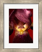 Framed Red Flower