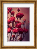 Framed Red Flowers
